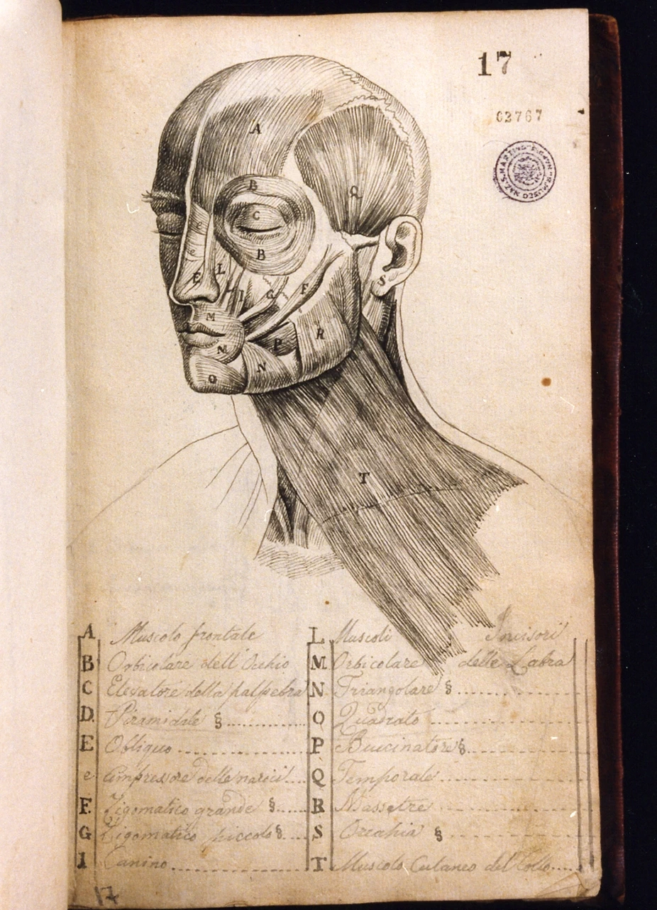 Studio anatomico - Certosa di san Martino, Napoli